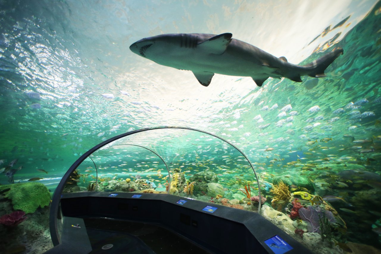 View of a shark from a walkable tunnel at Ripley’s Aquarium of Canada