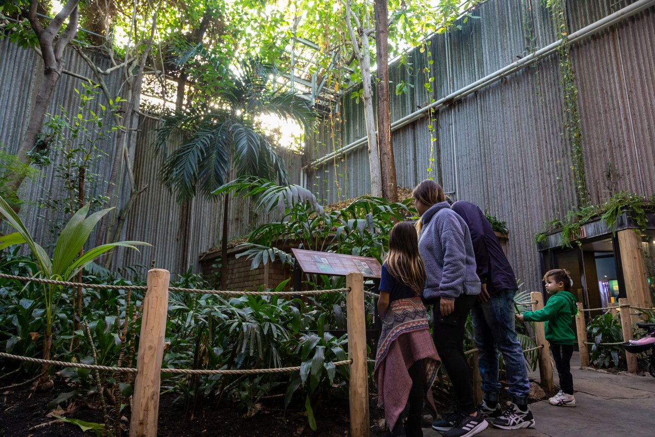 three people observing a lush tropical habitat with palm trees and wooden walls